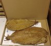 20-30cm 100 Gramm Seemandelbaumblätter