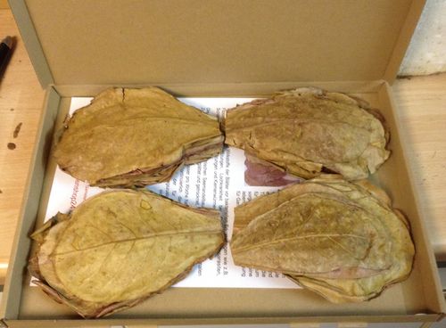 10-15cm 100 Gramm Seemandelbaumblätter