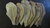 30-40cm 100 Gramm Seemandelbaumblätter