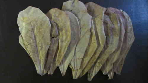 20-25cm 20 Gramm Seemandelbaumblätter (ca.6 Stück)