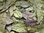 Bruchlaub 1000 Gramm Seemandelbaumblätter