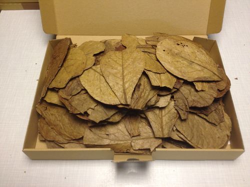 10-15cm 30 Stück Seemandelbaumblätter