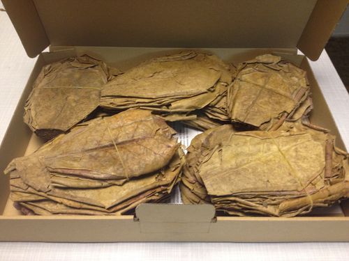 10-15cm 300 Gramm Seemandelbaumblätter