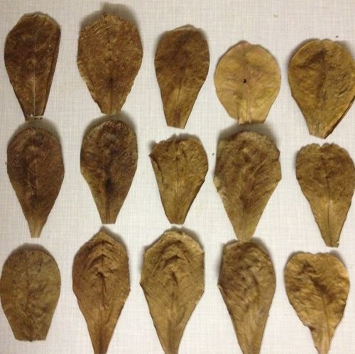 05-10cm 12 Stück Seemandelbaumblätter