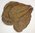 20-30cm 1000 Gramm Seemandelbaumblätter