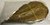 10-15cm 10 Stück Seemandelbaumblätter