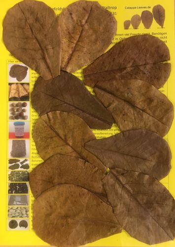 10-12cm 100 Stück Seemandelbaumblätter