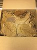 B-Ware 500 Gramm Seemandelbaumblätter