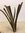 Seemandelbaum 20cm aus Rinde