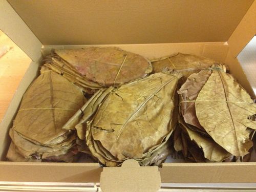 15-20cm 1000 Gramm Seemandelbaumblätter (ca.500 Stück)