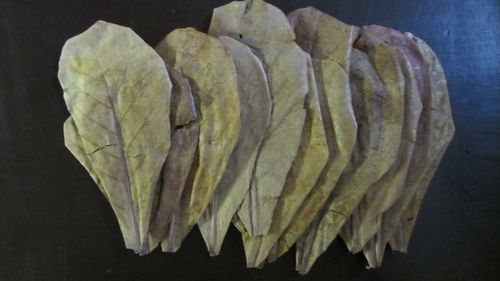 10 x 15-20 cm Seemandelbaumblätter (Sonderposten)