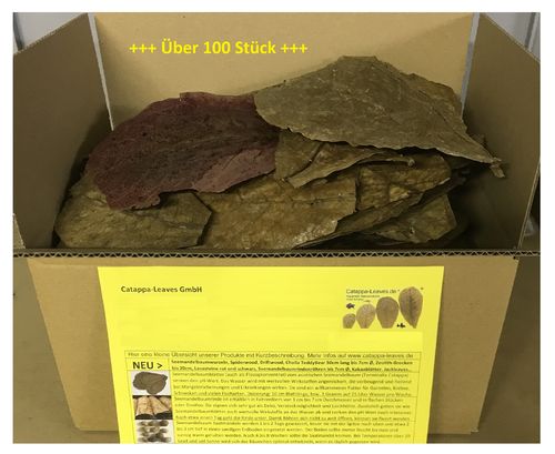 200 Gramm intensive Seemandelbaumblätter ca. 20cm plus Überraschung